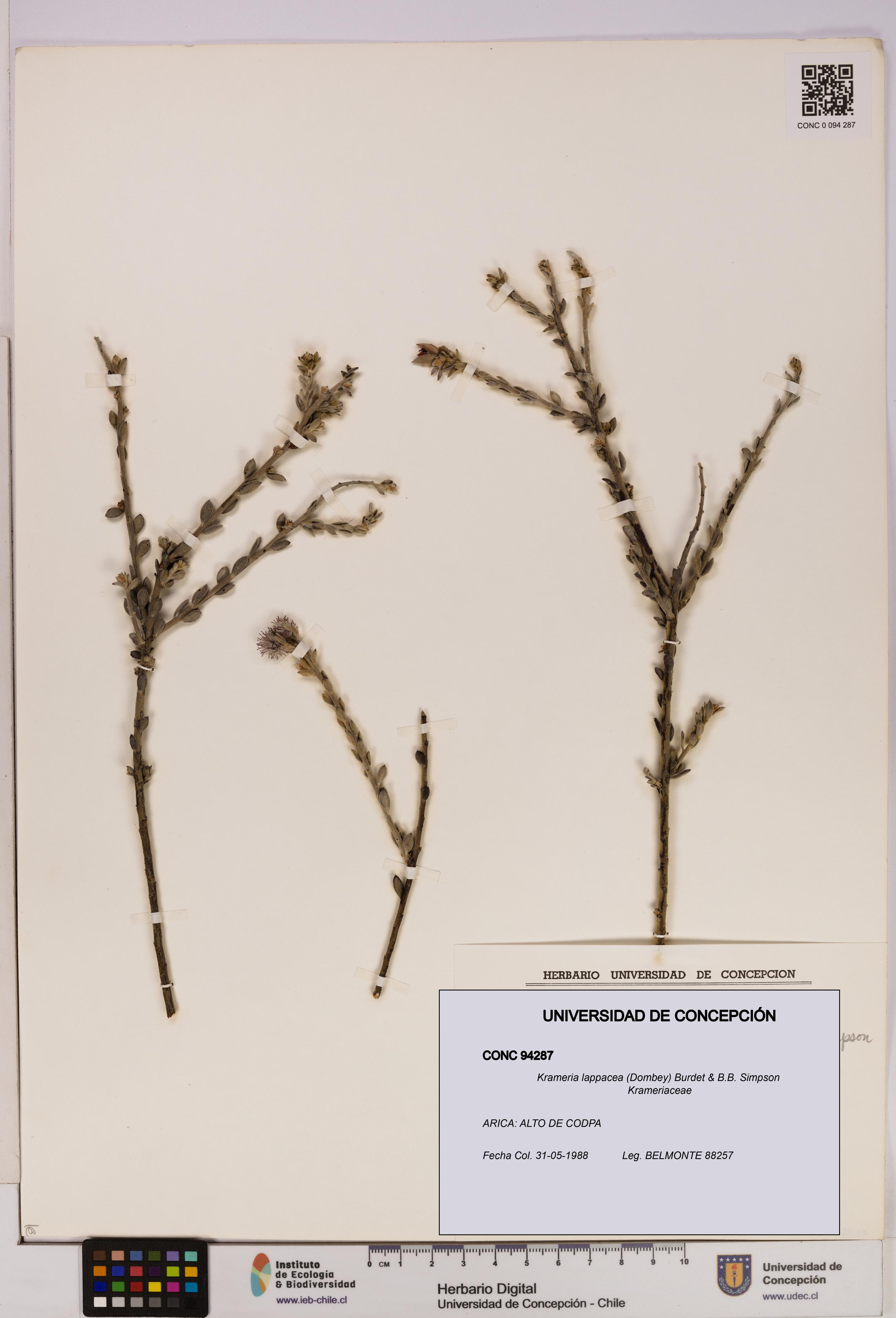 Krameria lappacea [Espécimen: UDEC:CONC:0094287]