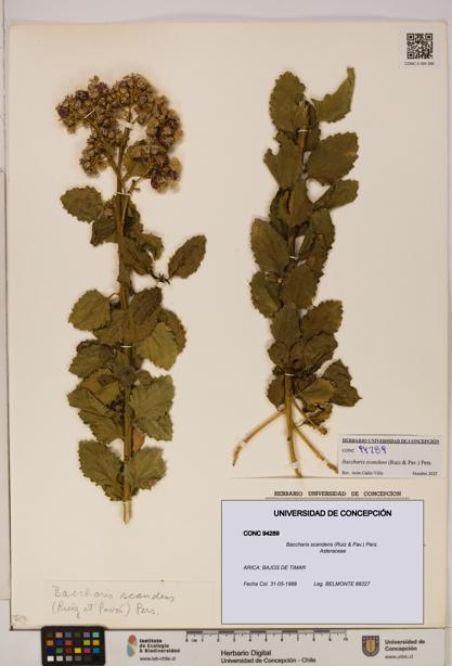 Baccharis scandens [Espécimen: UDEC:CONC:0094289]
