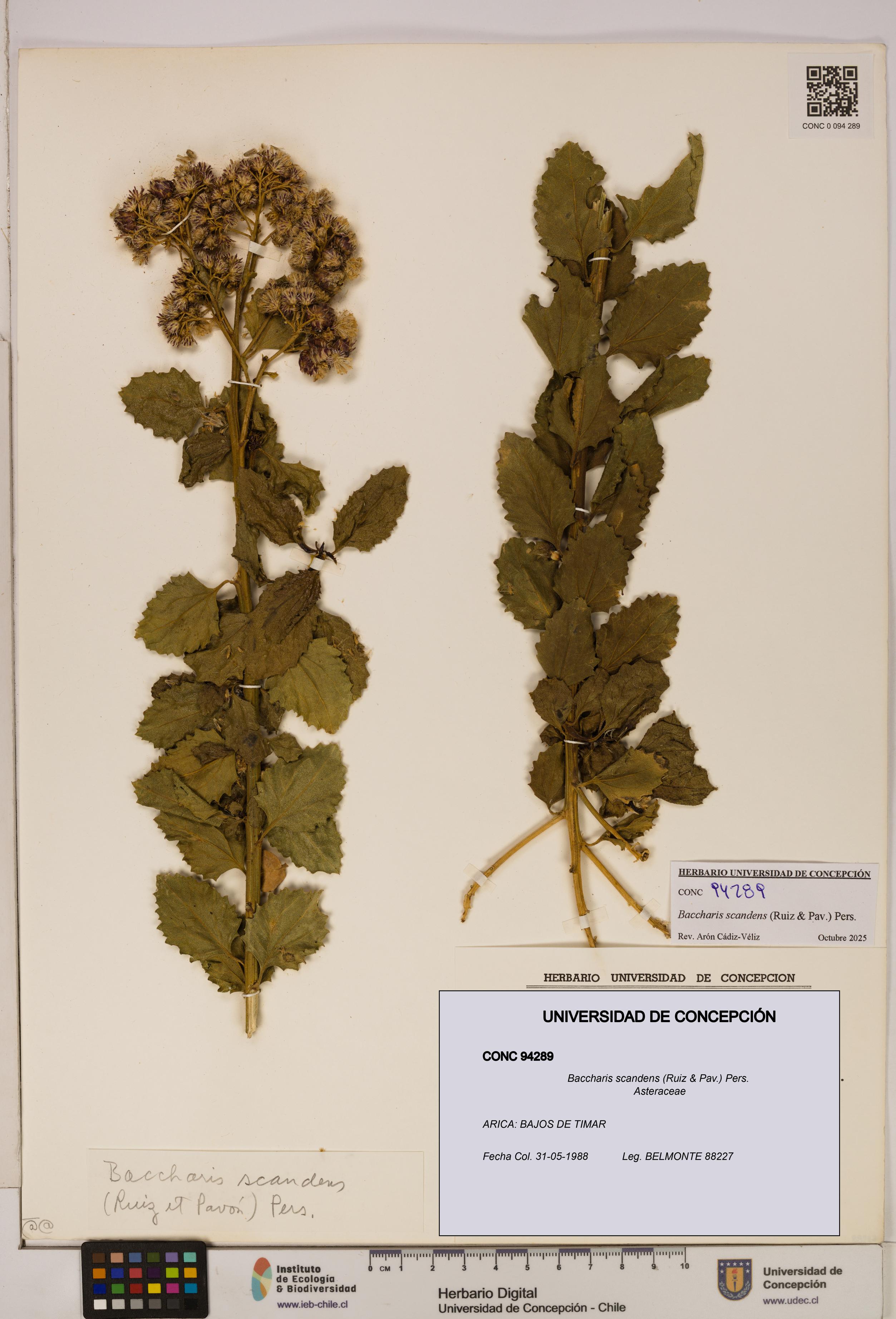 Baccharis scandens [Espécimen: UDEC:CONC:0094289]
