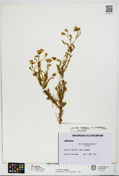 Senecio reicheanus [Espécimen: UDEC:CONC:0094290]