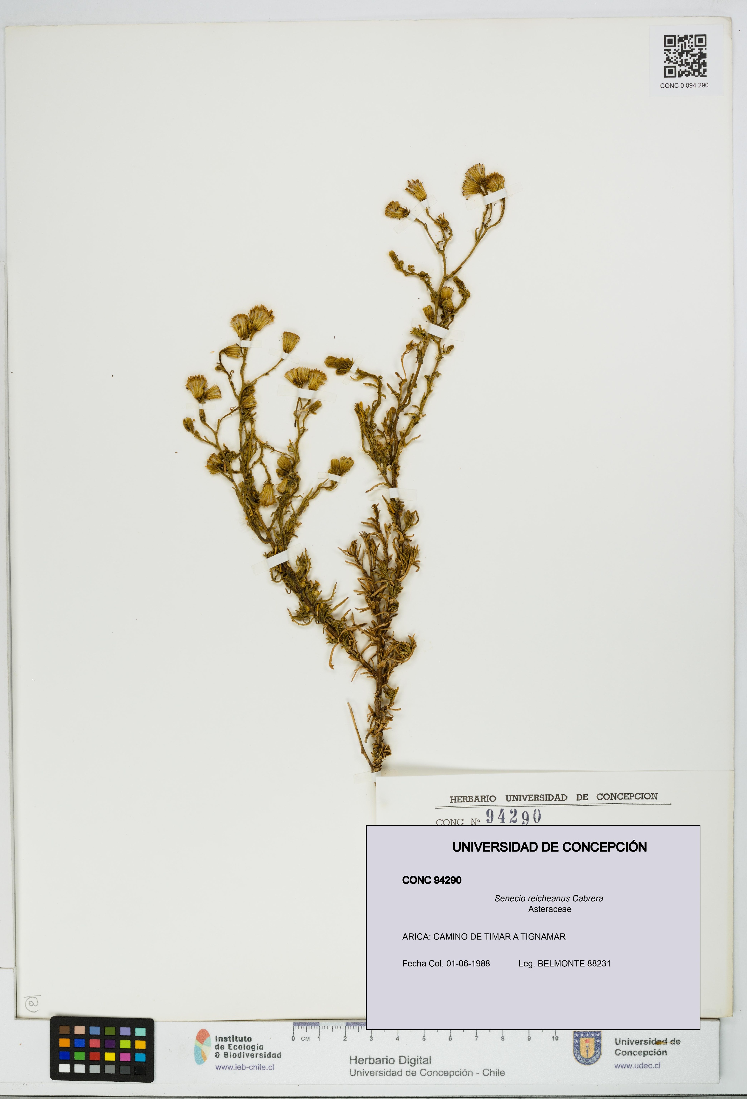 Senecio reicheanus [Espécimen: UDEC:CONC:0094290]