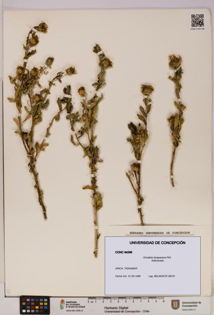 Grindelia tarapacana [Espécimen: UDEC:CONC:0094296]