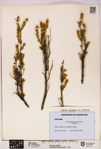 Chuquiraga atacamensis [Espécimen: UDEC:CONC:0094299]