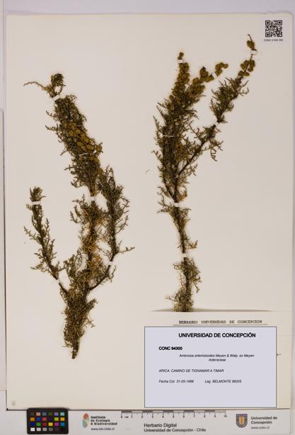 Ambrosia artemisioides [Espécimen: UDEC:CONC:0094300]