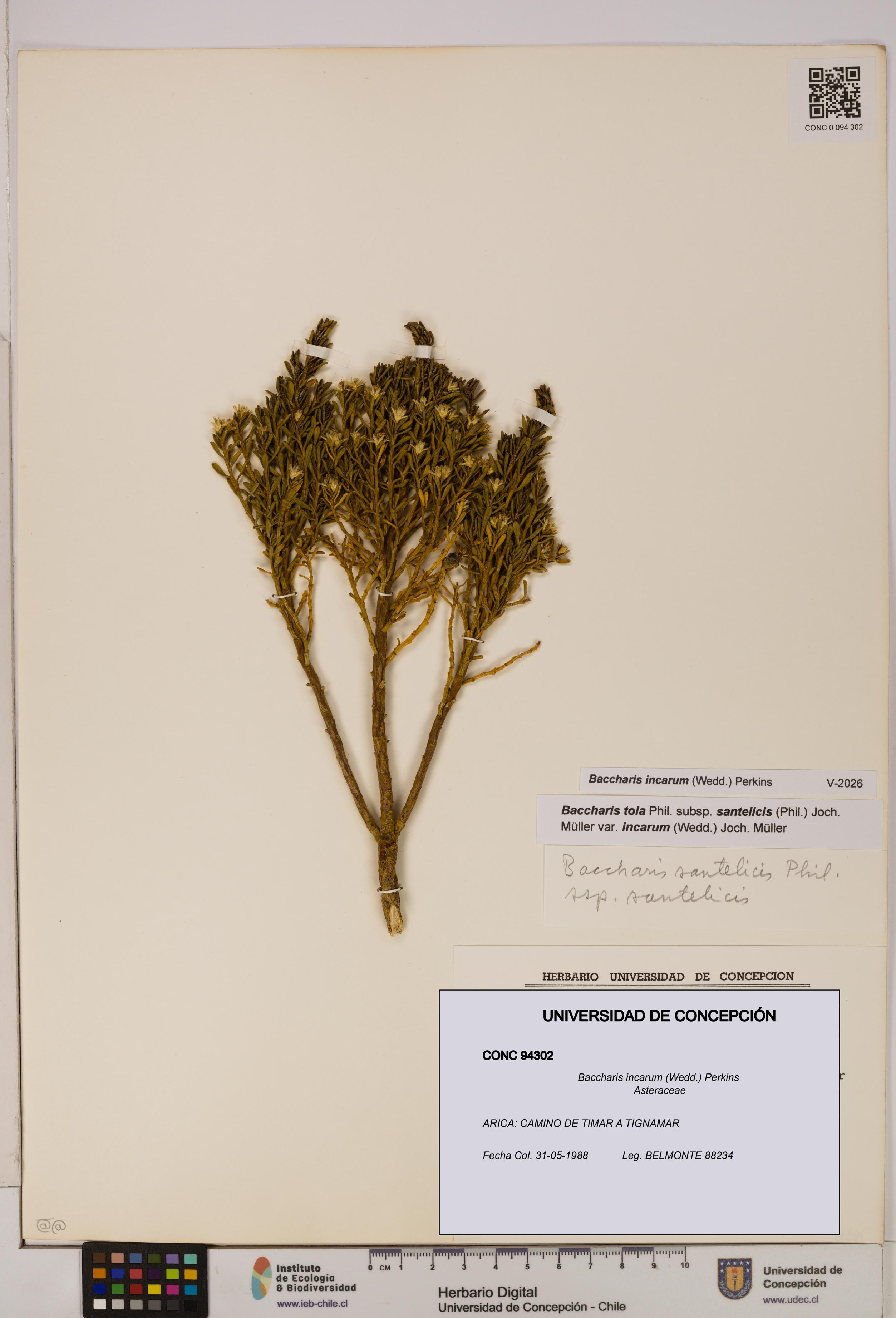 Baccharis incarum [Espécimen: UDEC:CONC:0094302]
