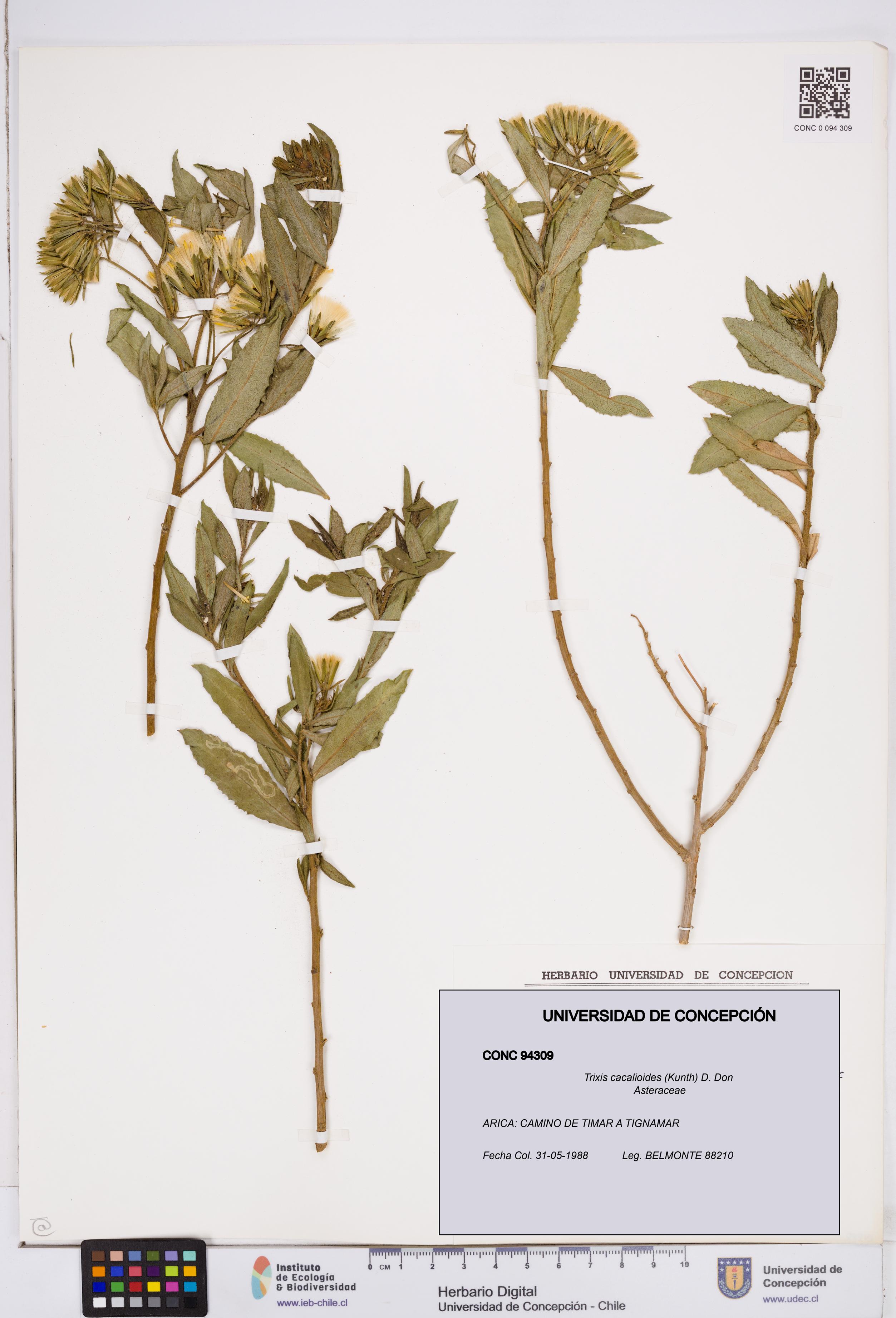Trixis cacalioides [Espécimen: ]