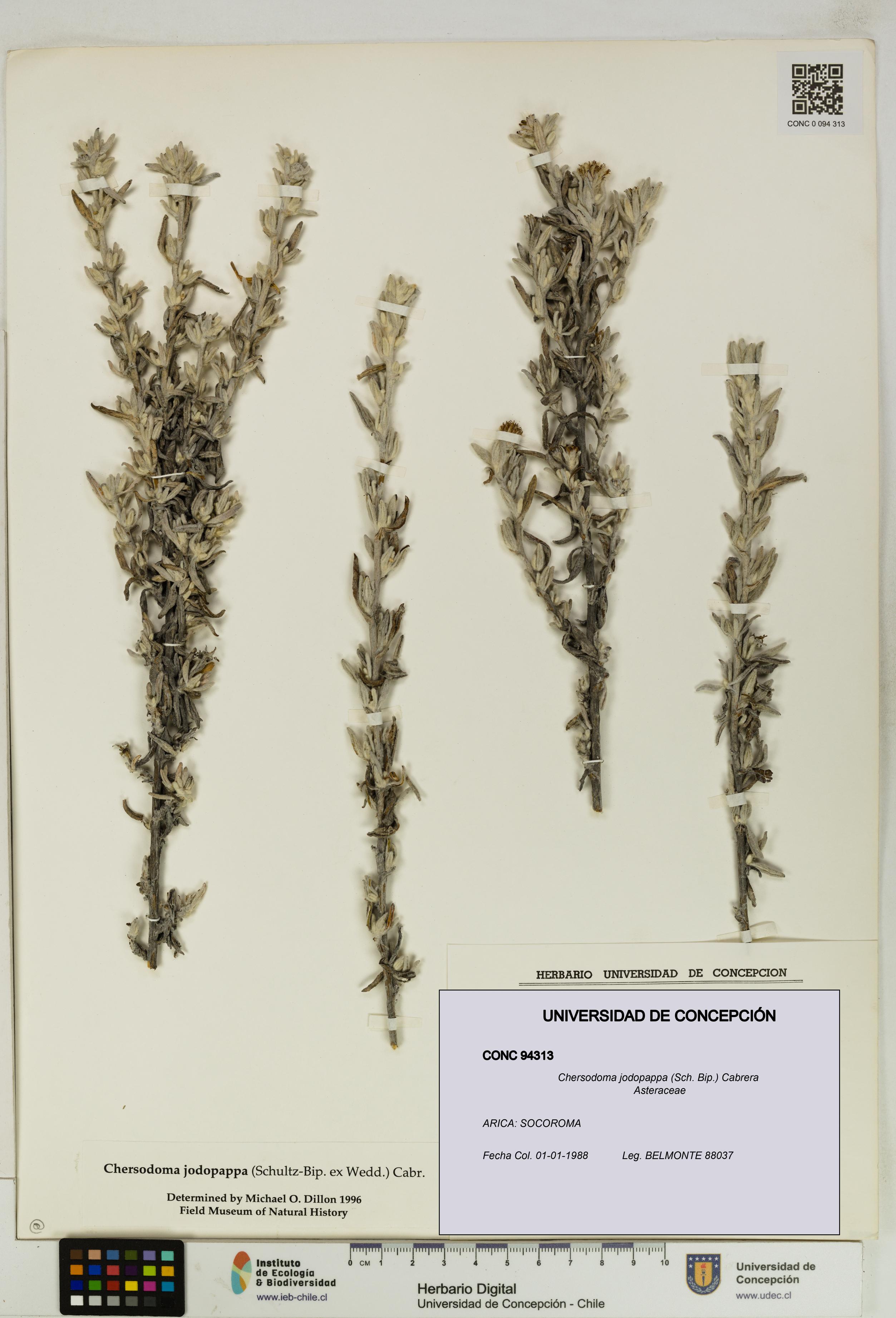 Chersodoma jodopappa [Espécimen: UDEC:CONC:0094313]