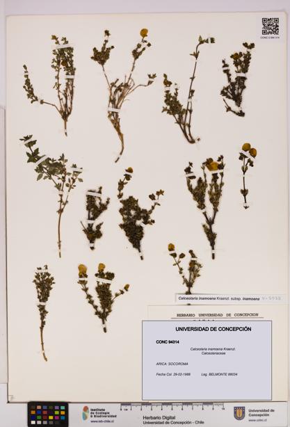 Calceolaria inamoena [Espécimen: UDEC:CONC:0094314]