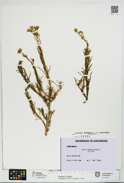 Senecio reicheanus [Espécimen: UDEC:CONC:0094318]