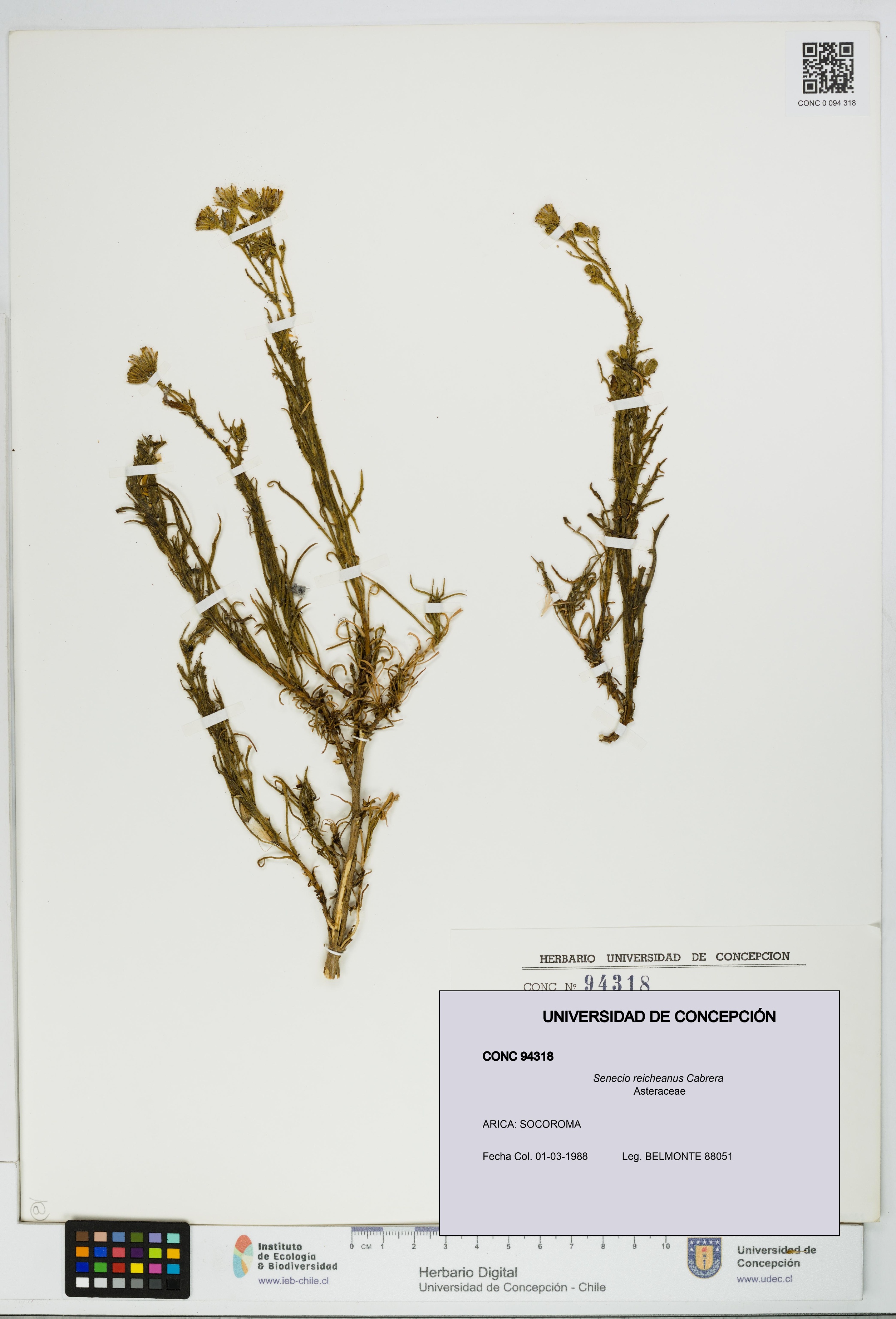 Senecio reicheanus [Espécimen: UDEC:CONC:0094318]
