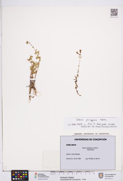 Stevia philippiana [Espécimen: ]