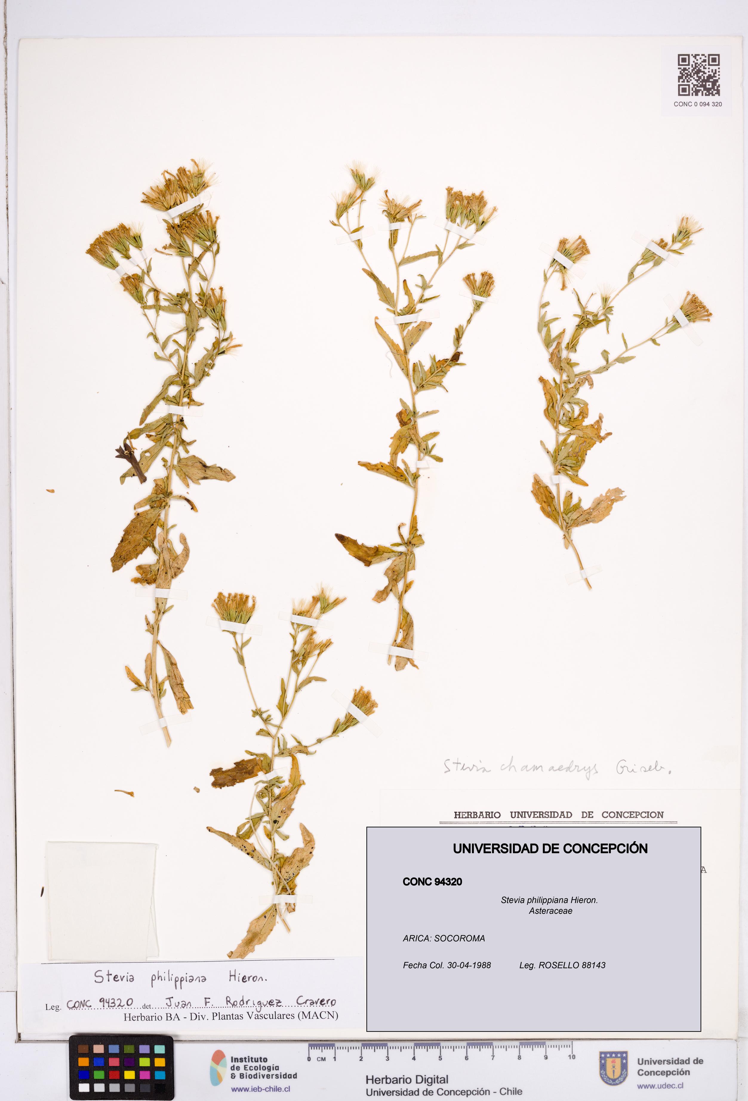 Stevia philippiana [Espécimen: ]