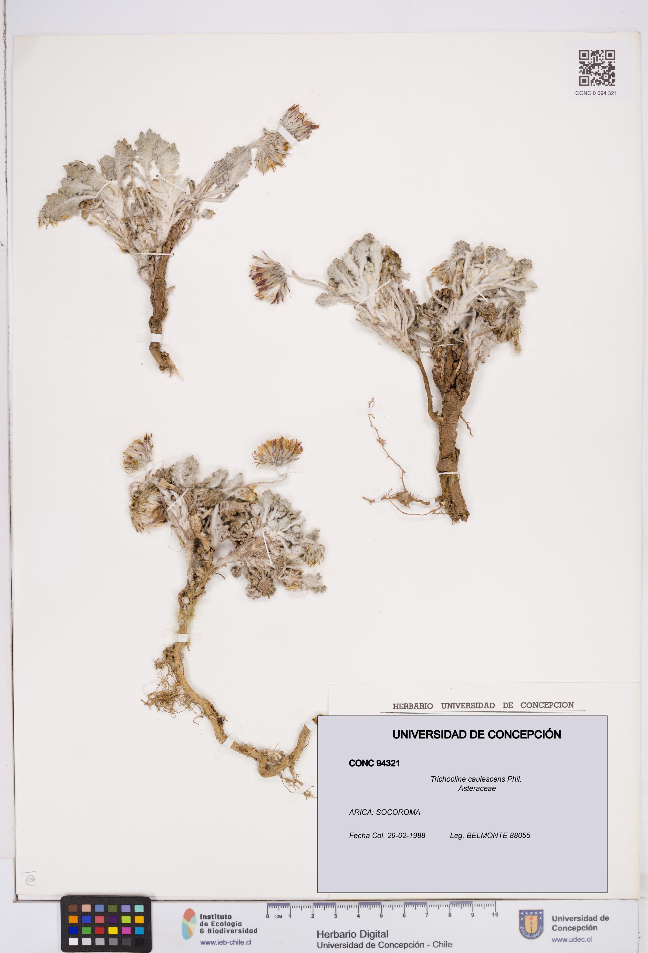 Trichocline caulescens [Espécimen: ]