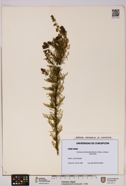 Ambrosia artemisioides [Espécimen: UDEC:CONC:0094323]
