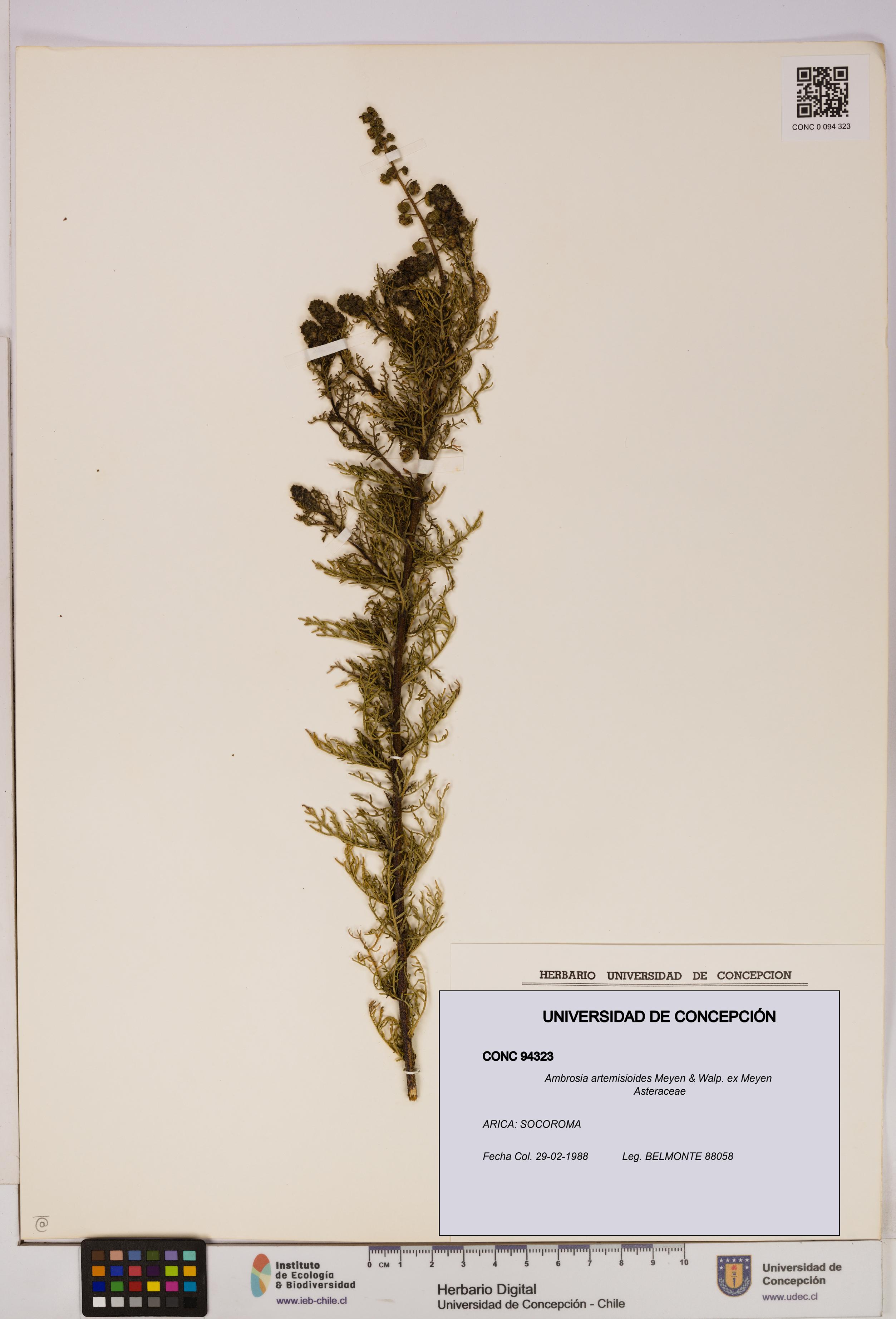 Ambrosia artemisioides [Espécimen: UDEC:CONC:0094323]