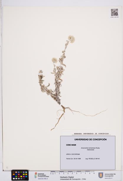 Achyrocline tomentosa [Espécimen: ]