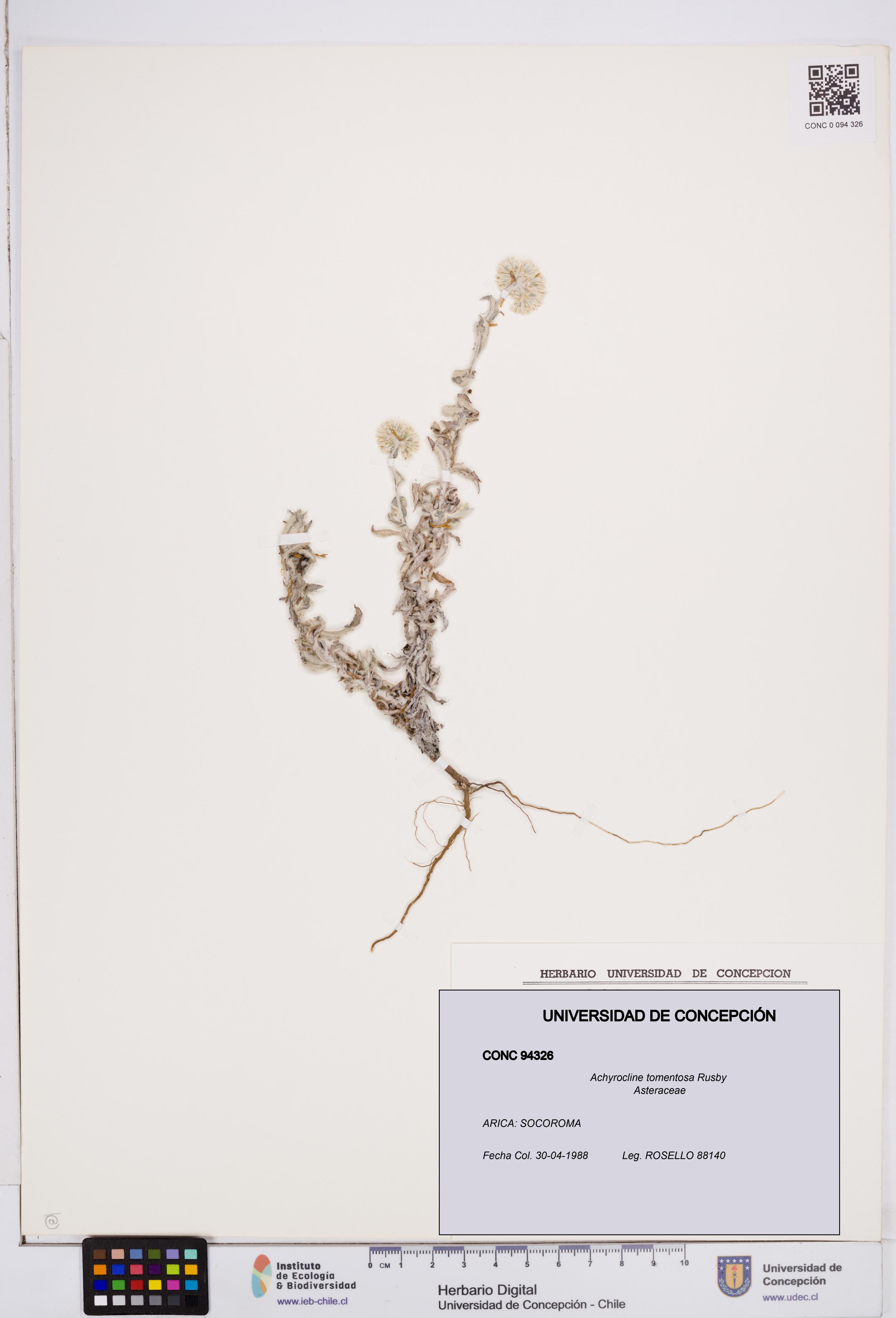 Achyrocline tomentosa [Espécimen: ]