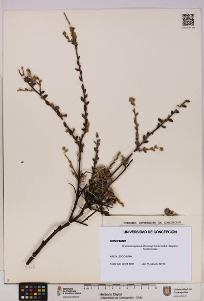 Krameria lappacea [Espécimen: UDEC:CONC:0094328]