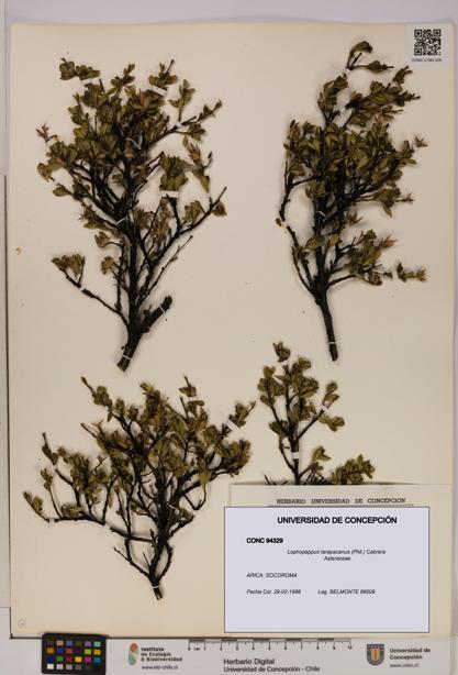 Lophopappus tarapacanus [Espécimen: UDEC:CONC:0094329]