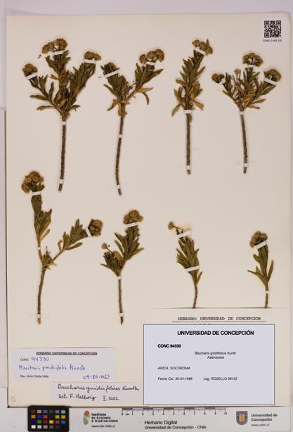 Baccharis gnidiifolius [Espécimen: UDEC:CONC:0094330]