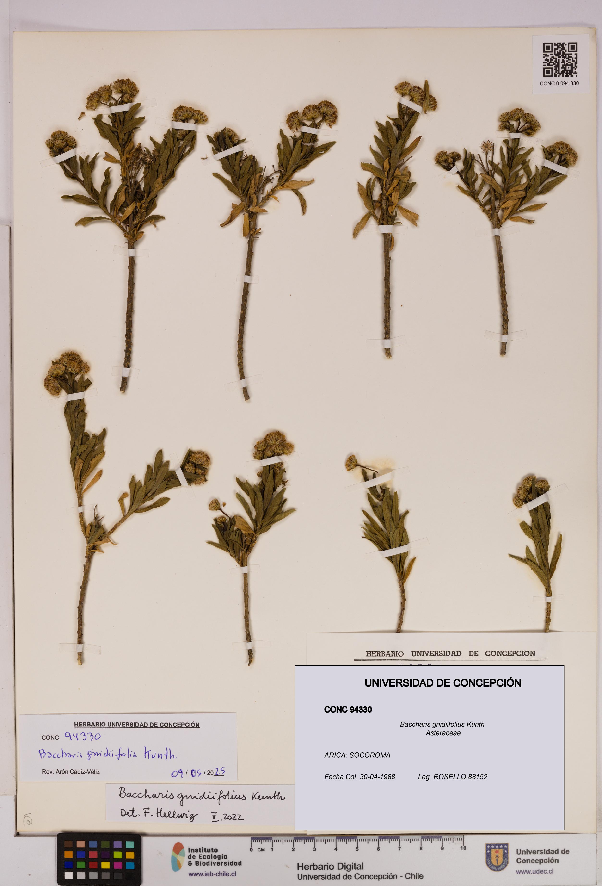 Baccharis gnidiifolius [Espécimen: UDEC:CONC:0094330]