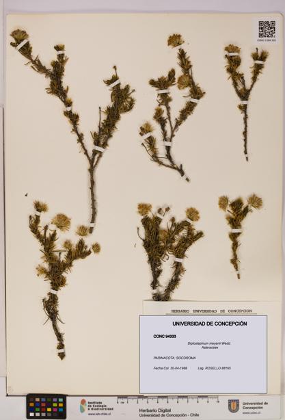 Diplostephium meyenii [Espécimen: UDEC:CONC:0094333]
