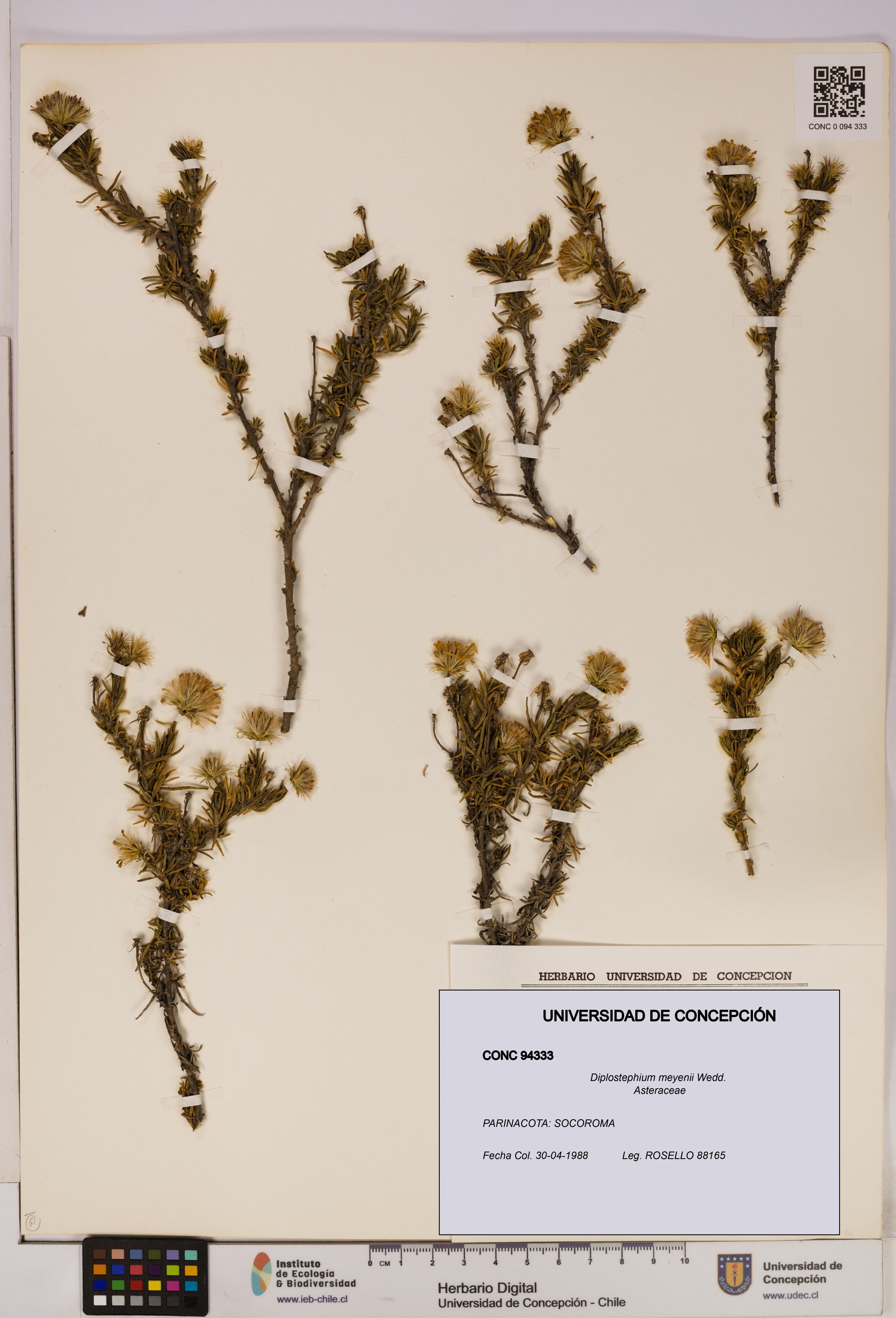 Diplostephium meyenii [Espécimen: UDEC:CONC:0094333]