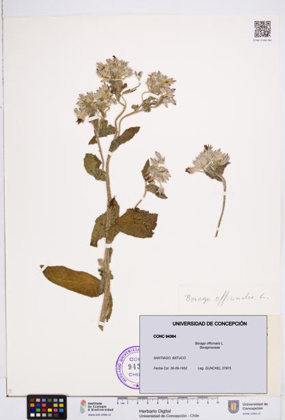 Borago officinalis [Espécimen: ]
