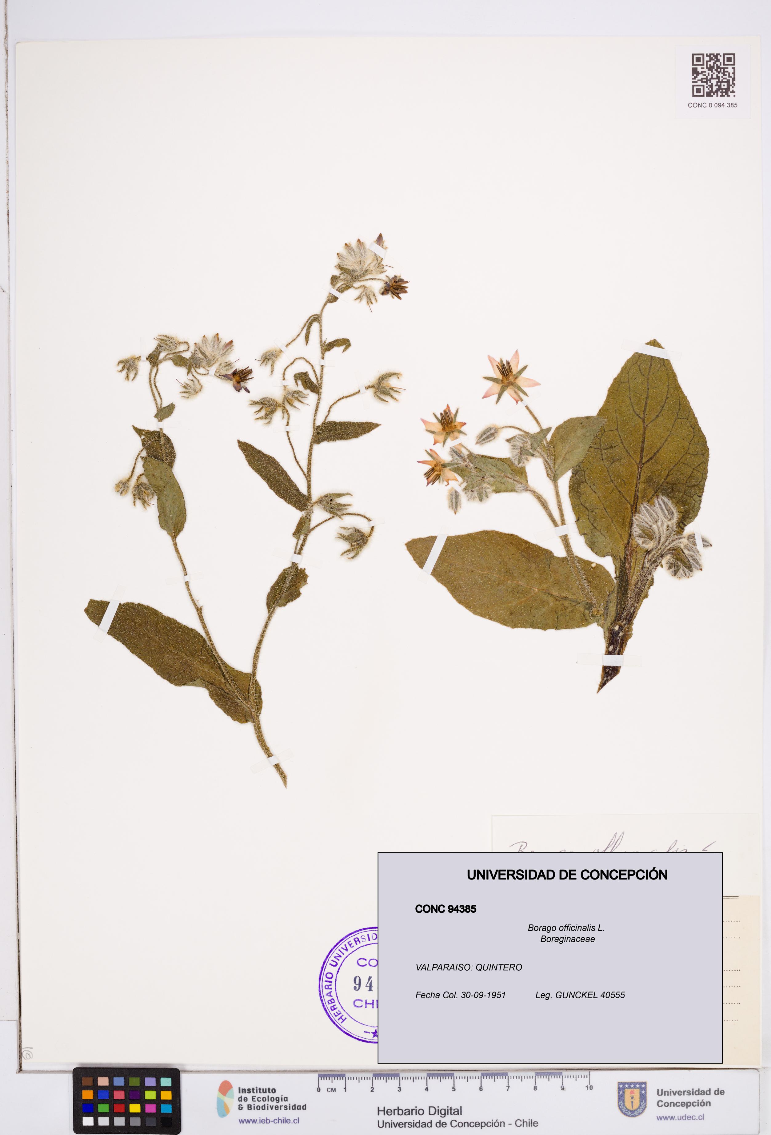 Borago officinalis [Espécimen: ]