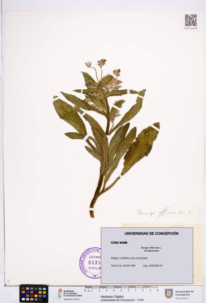 Borago officinalis [Espécimen: ]