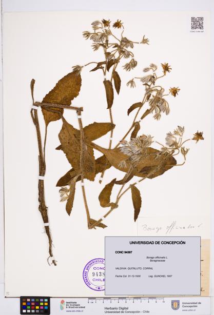 Borago officinalis [Espécimen: ]
