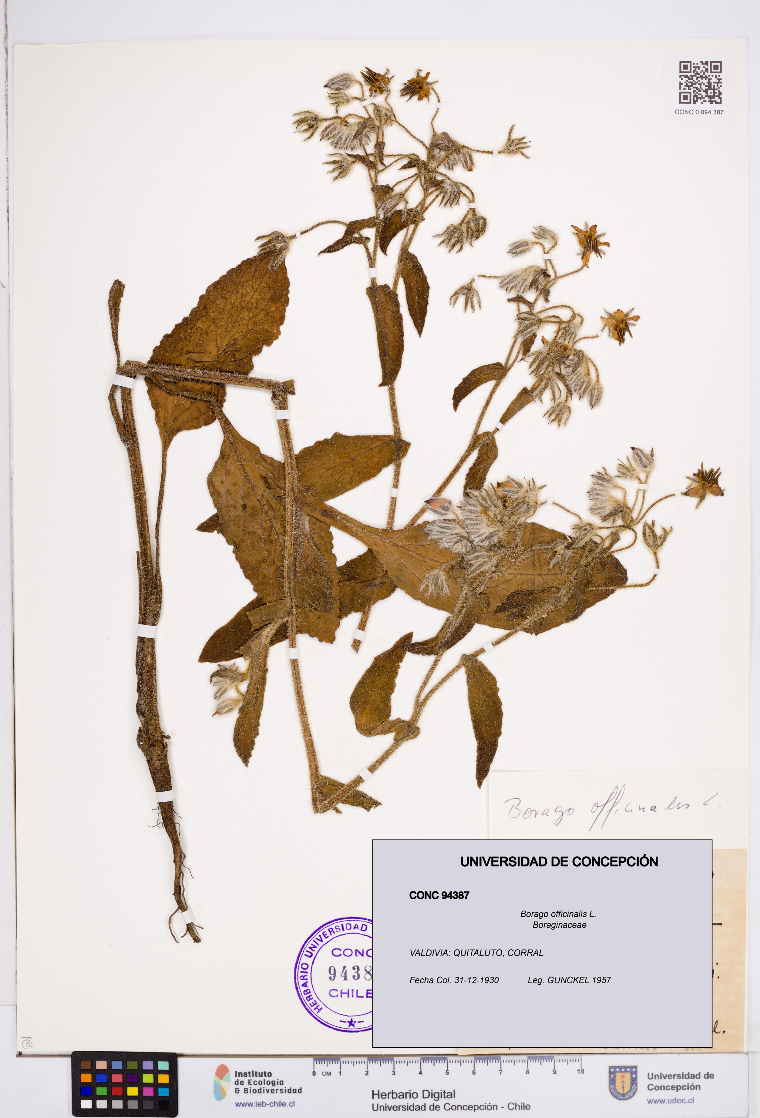 Borago officinalis [Espécimen: ]
