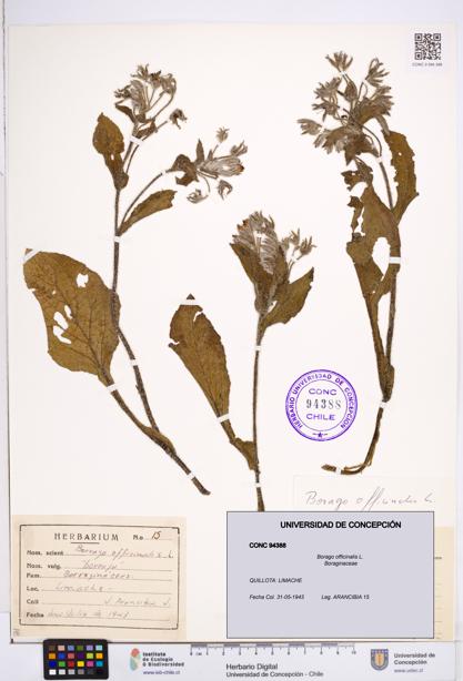 Borago officinalis [Espécimen: ]