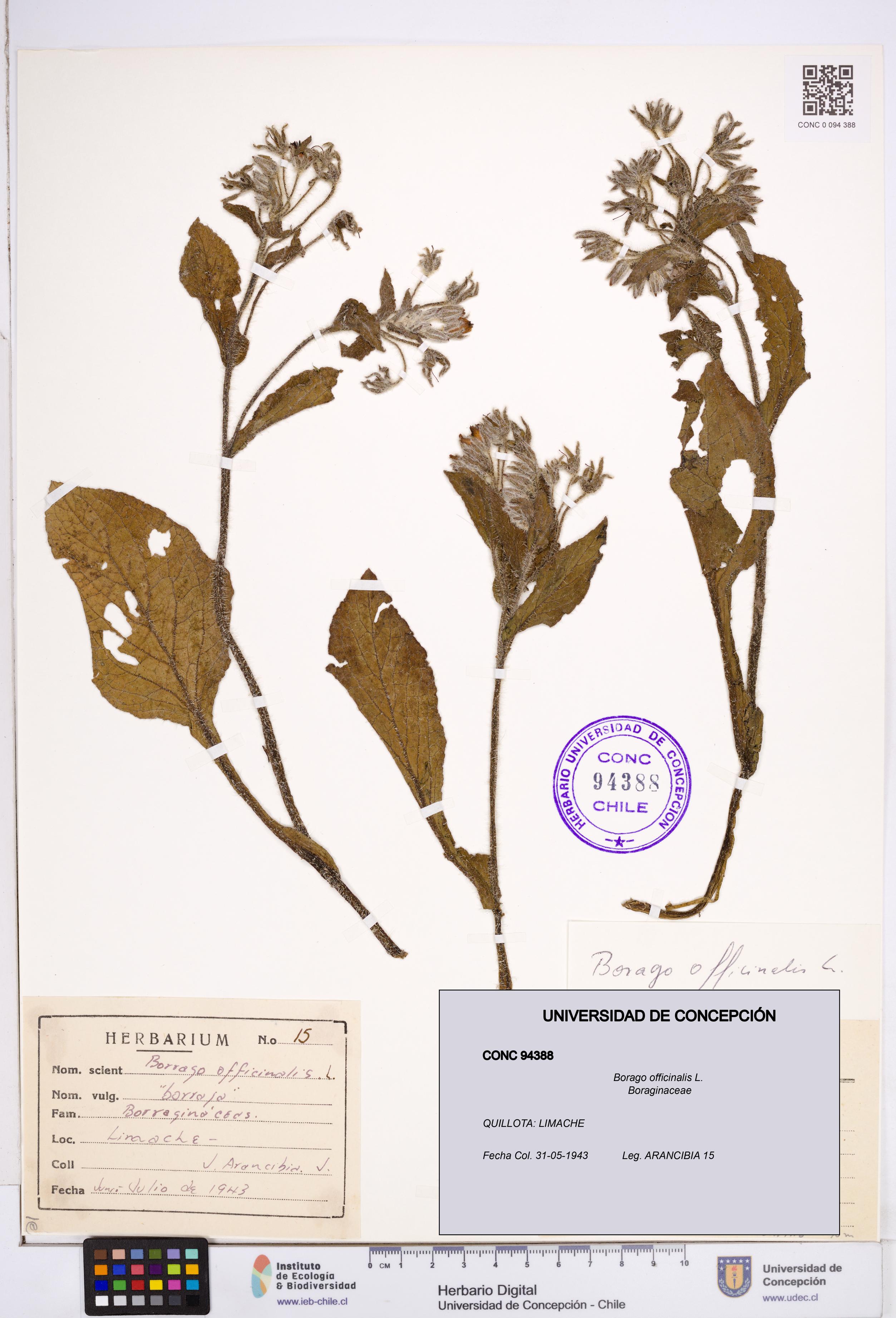 Borago officinalis [Espécimen: ]