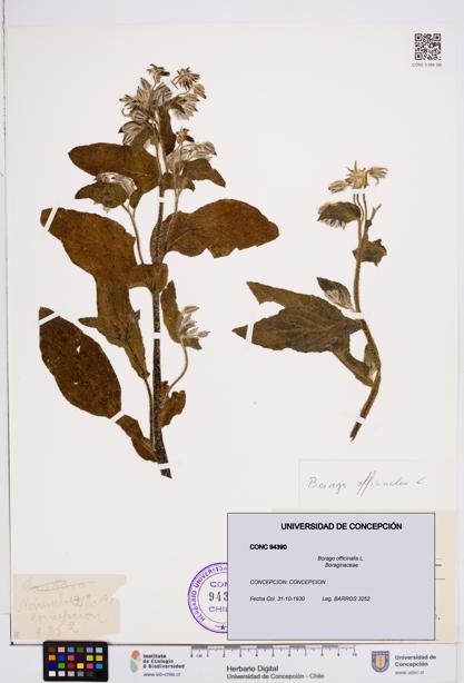 Borago officinalis [Espécimen: ]