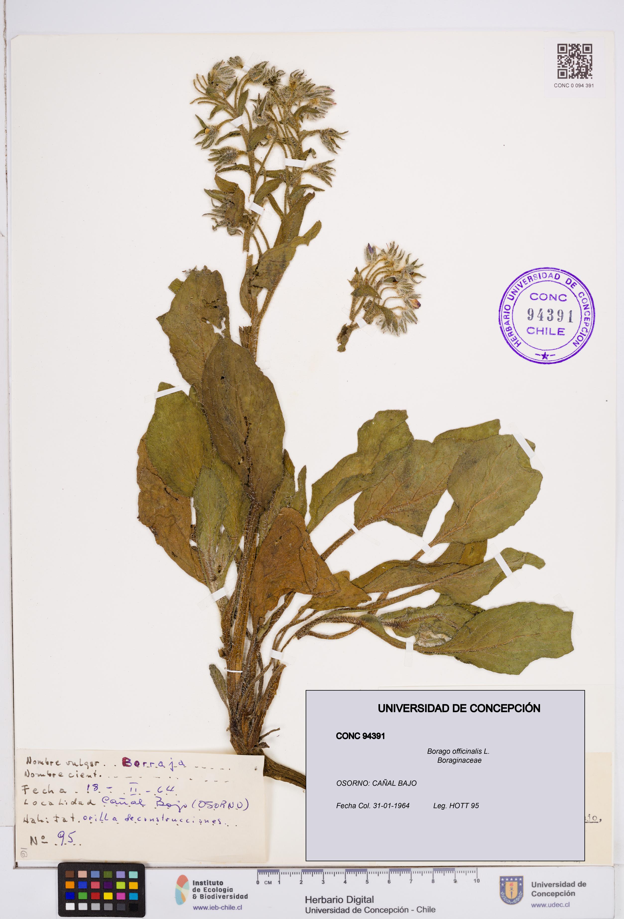Borago officinalis [Espécimen: ]