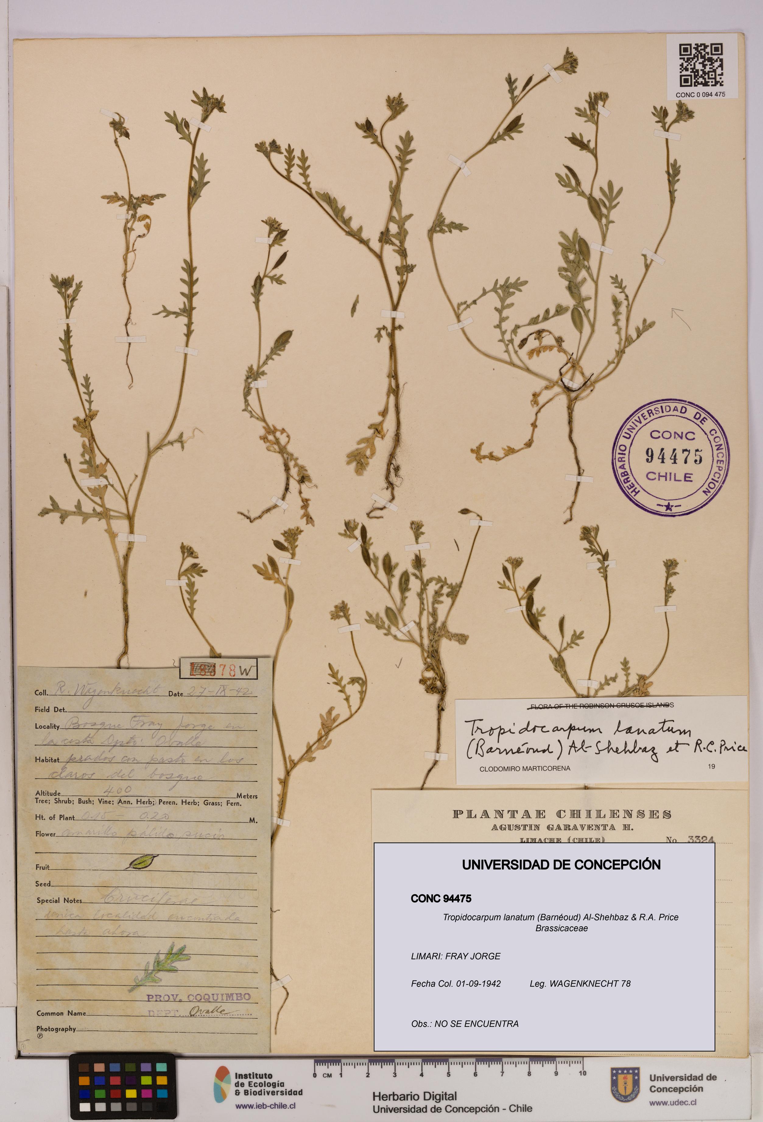 Tropidocarpum lanatum [Espécimen: UDEC:CONC:0094475]