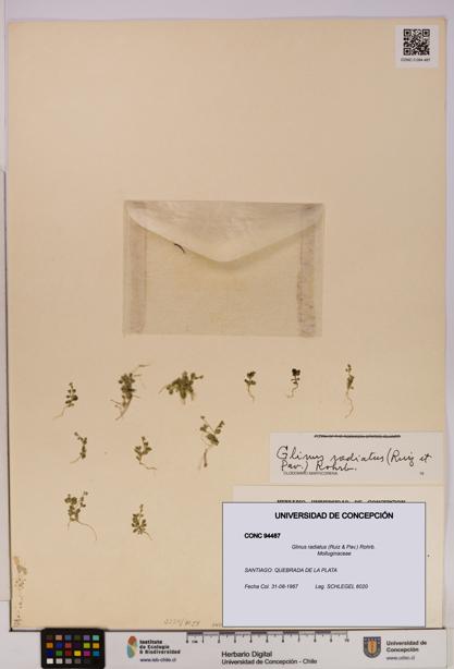 Glinus radiatus [Espécimen: UDEC:CONC:0094487]