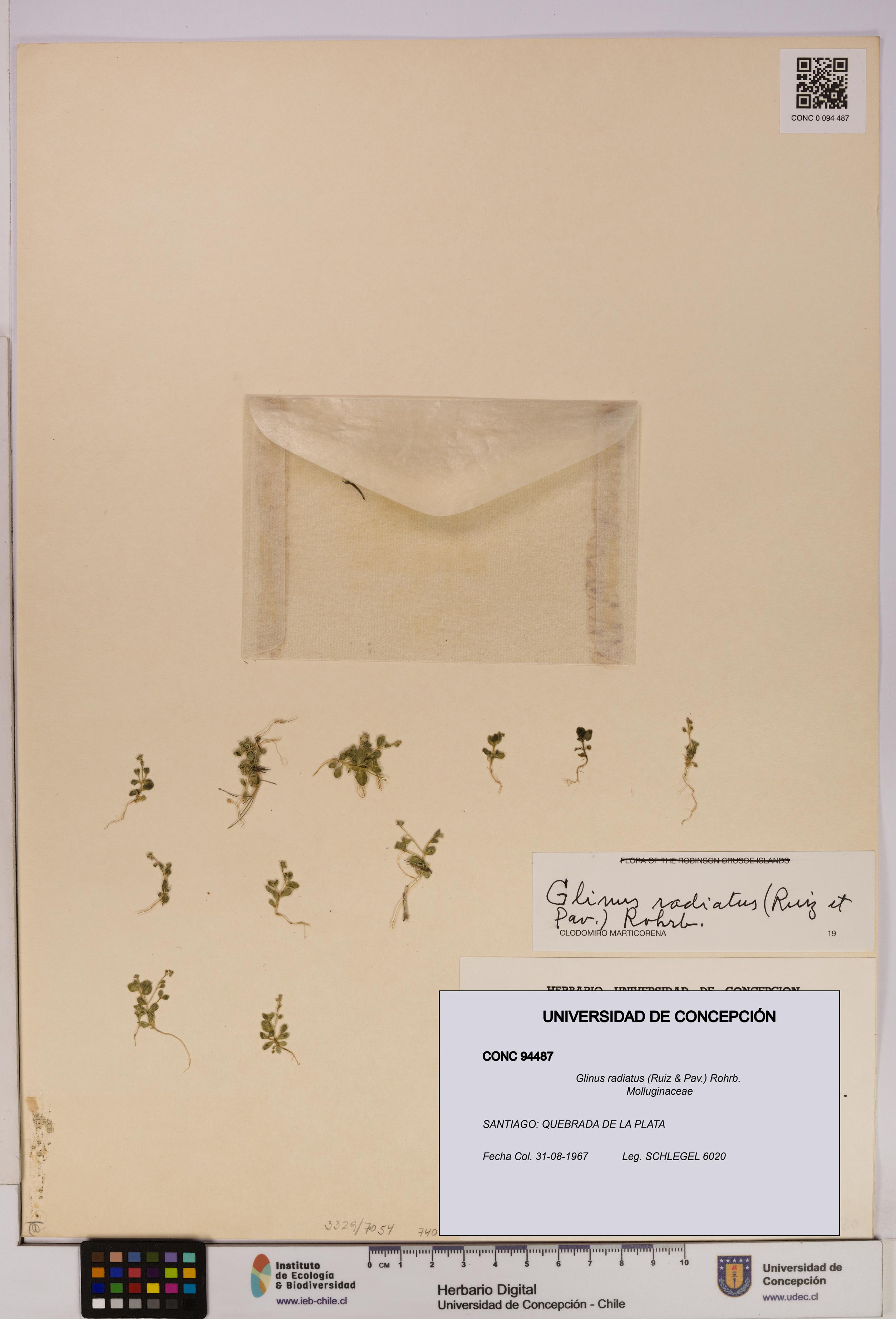 Glinus radiatus [Espécimen: UDEC:CONC:0094487]