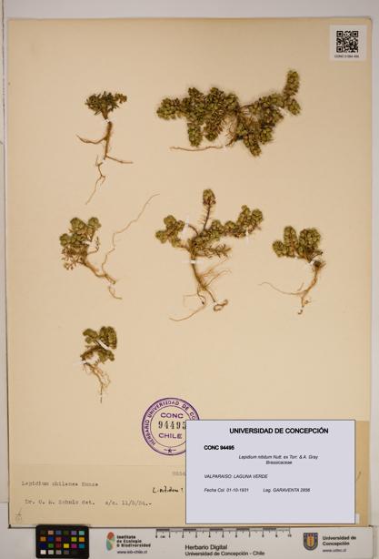 Lepidium nitidum [Espécimen: ]