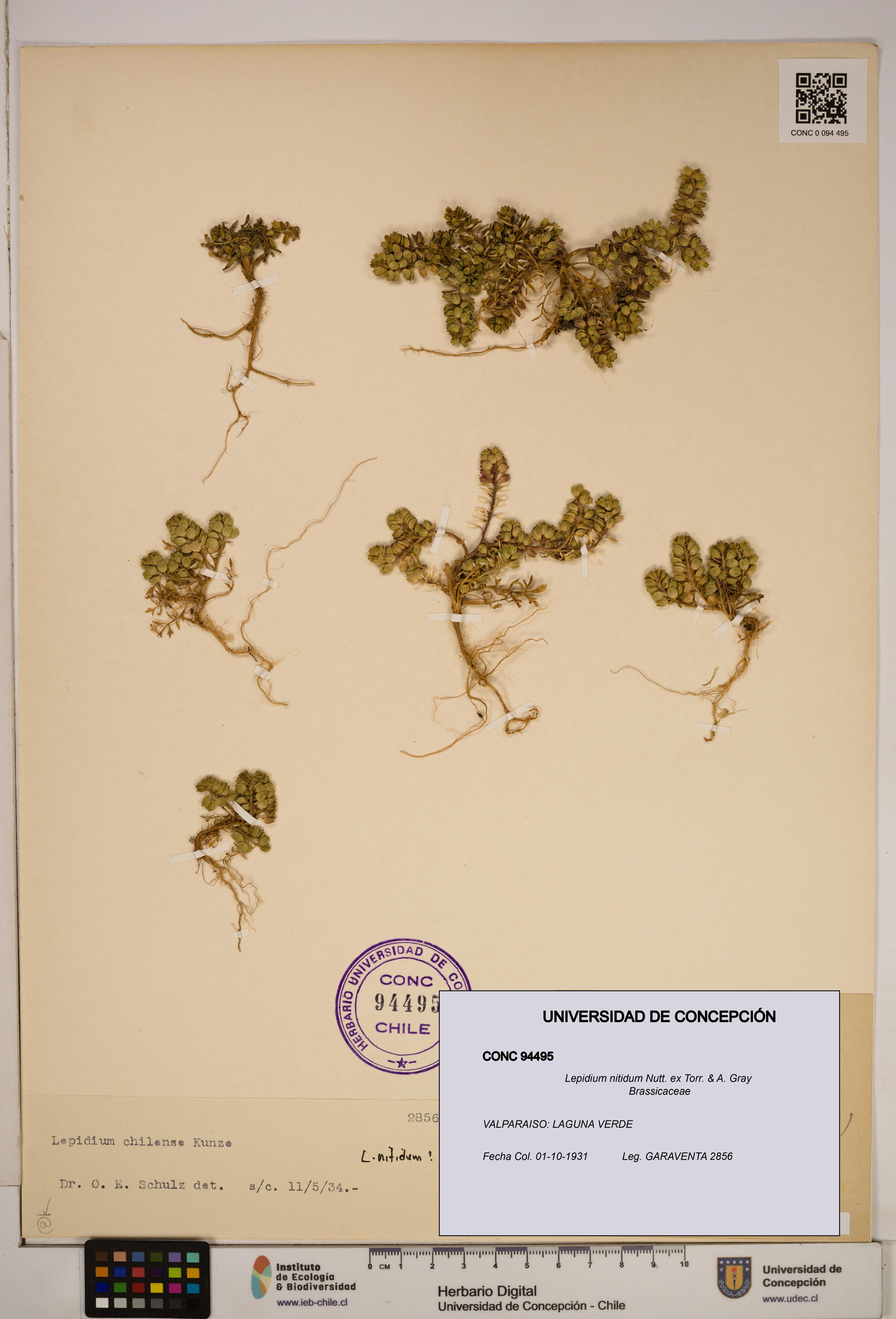 Lepidium nitidum [Espécimen: ]