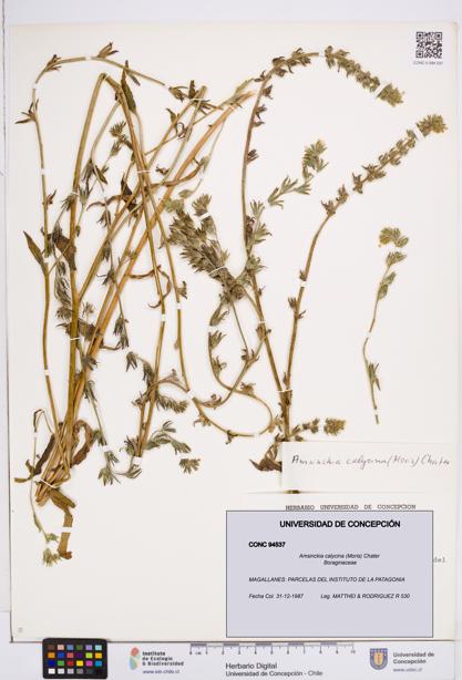 Amsinckia calycina [Espécimen: ]