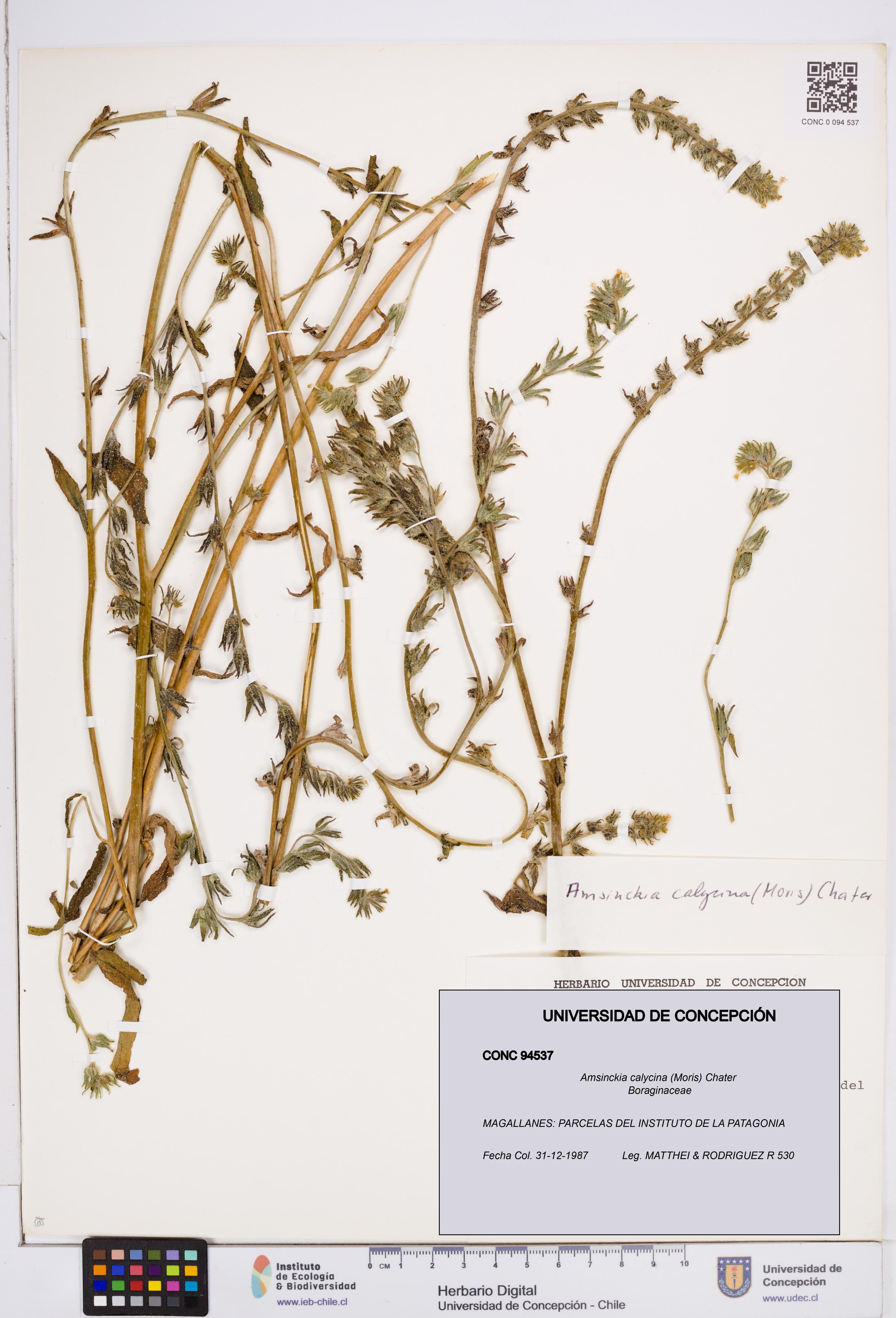Amsinckia calycina [Espécimen: ]