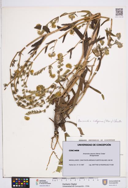 Amsinckia calycina [Espécimen: ]
