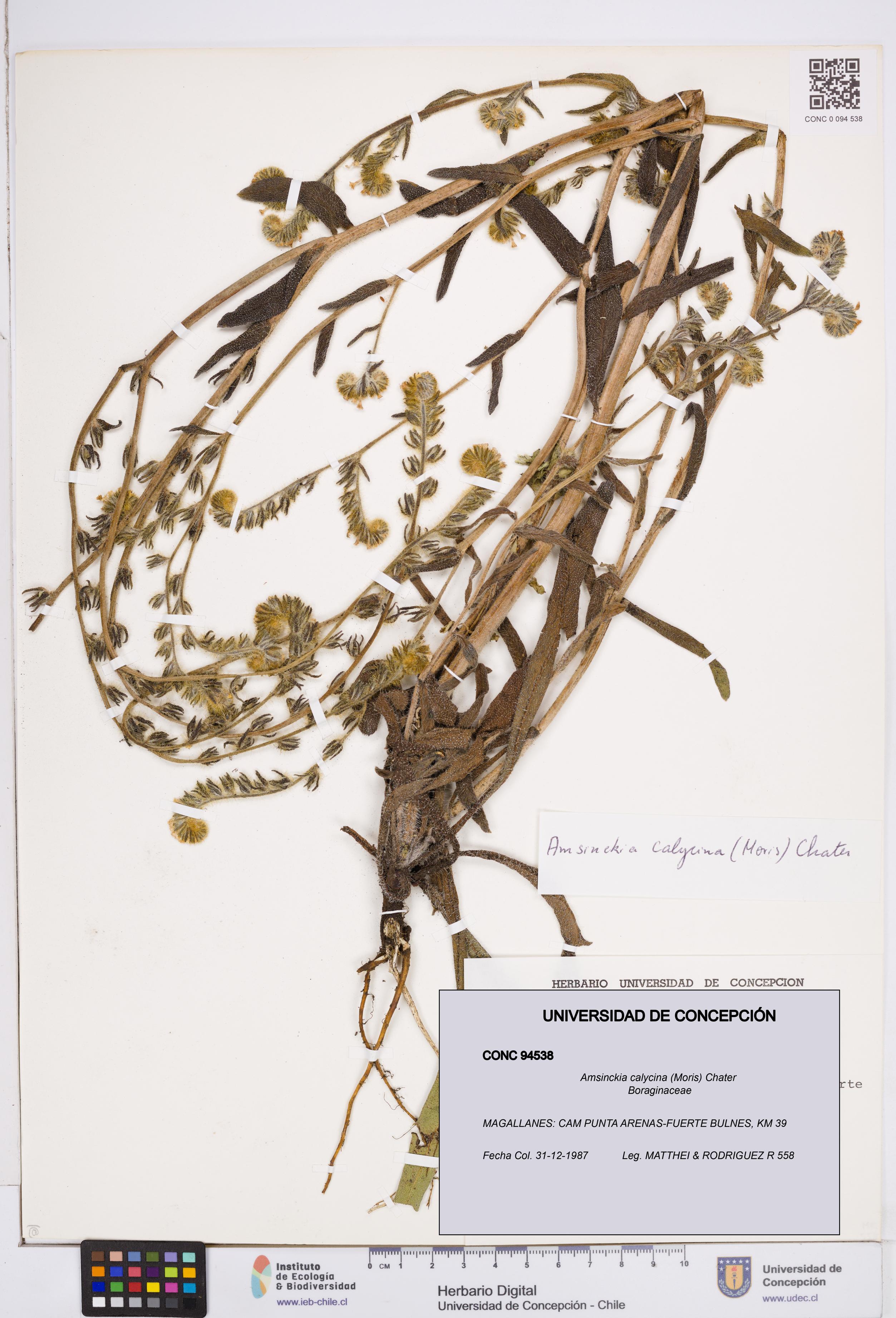Amsinckia calycina [Espécimen: ]
