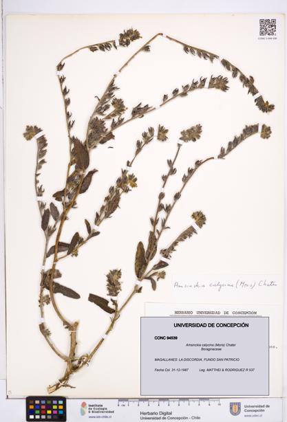 Amsinckia calycina [Espécimen: ]