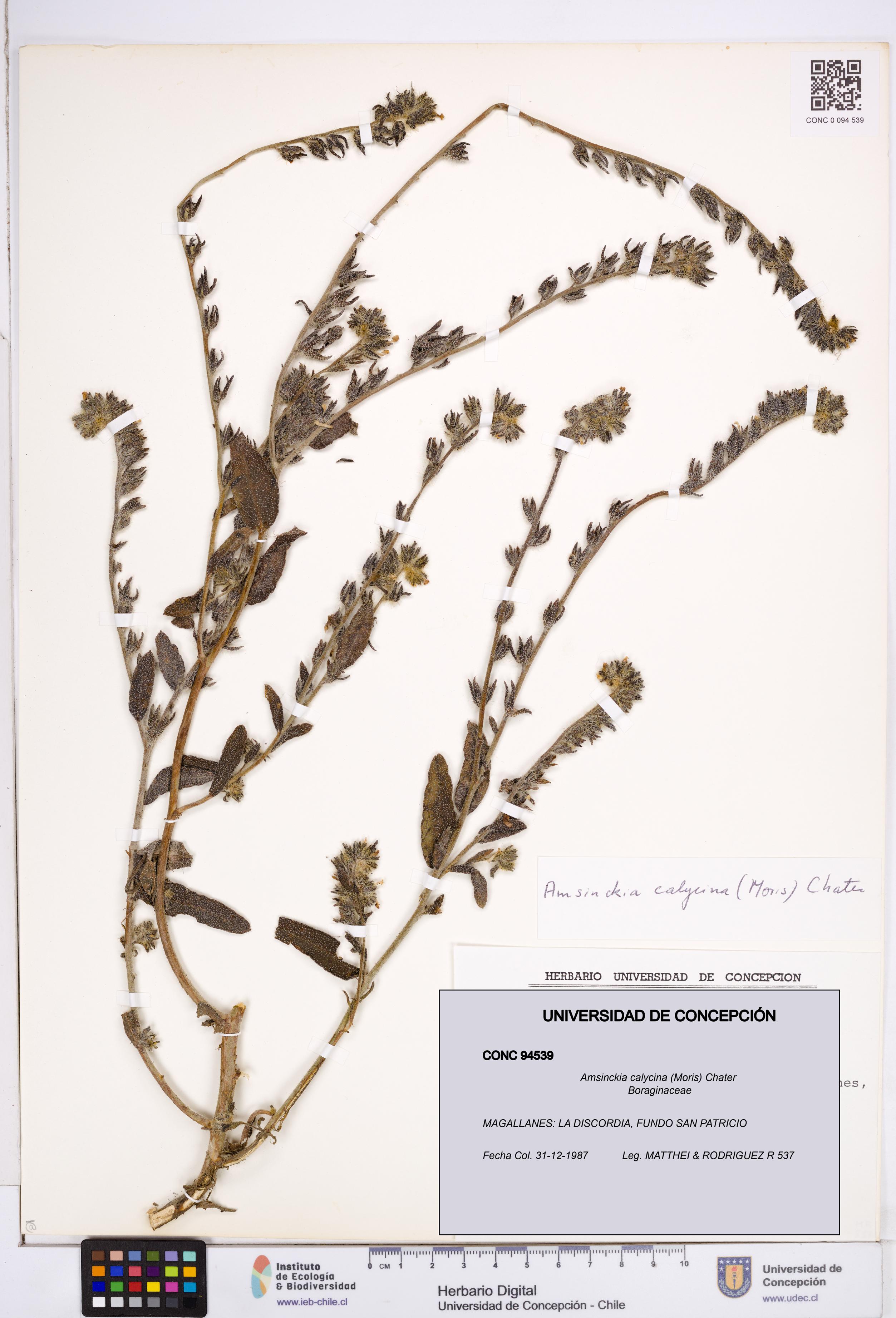 Amsinckia calycina [Espécimen: ]