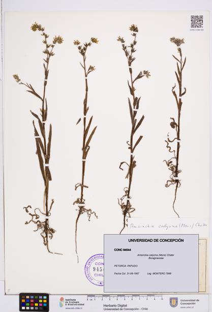 Amsinckia calycina [Espécimen: ]