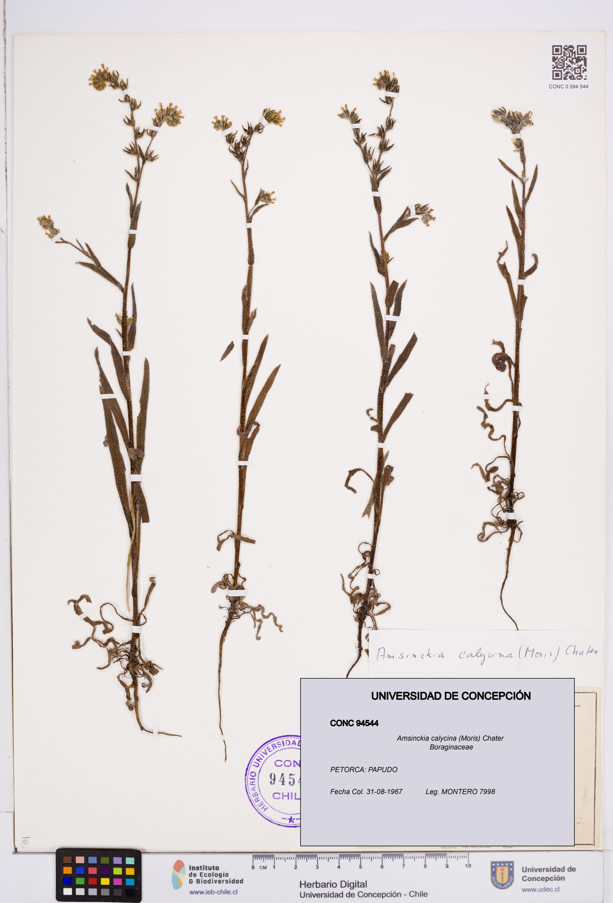 Amsinckia calycina [Espécimen: ]