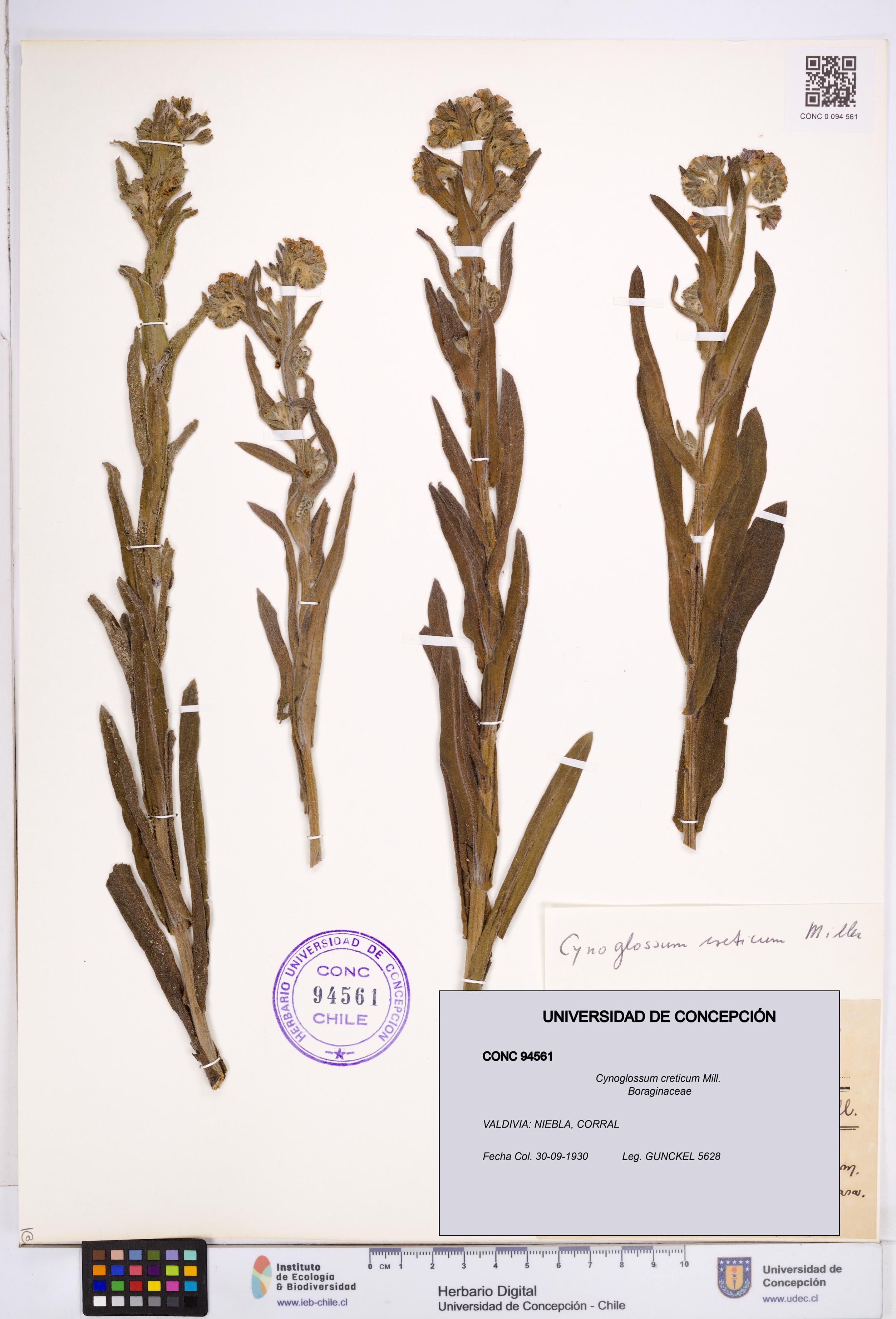 Cynoglossum creticum [Espécimen: ]